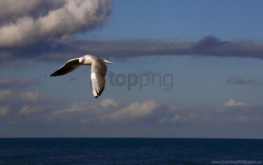 birds, clouds, flying, sea, sky wallpaper background best stock photos@toppng.com
