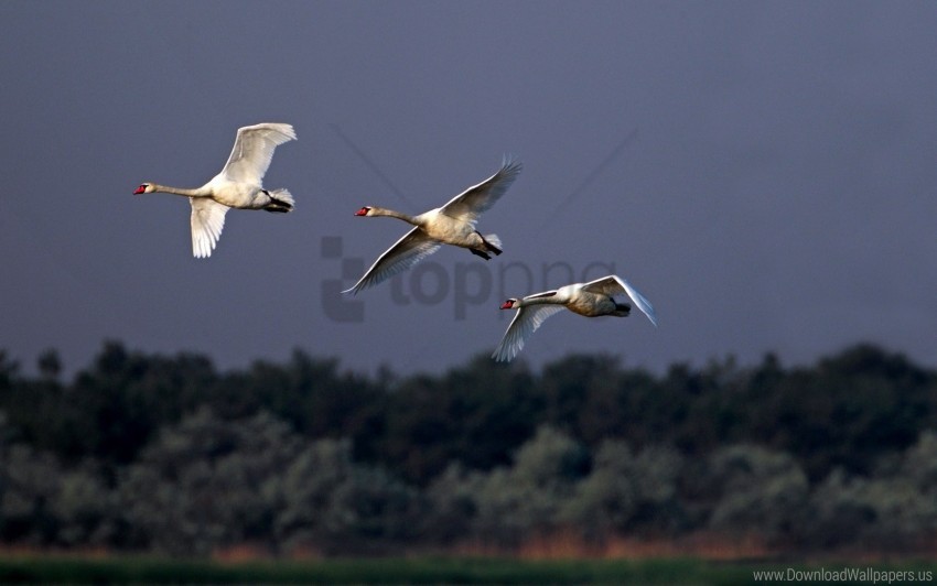 birds, cloudy, flying, sky, swans wallpaper background best stock photos@toppng.com