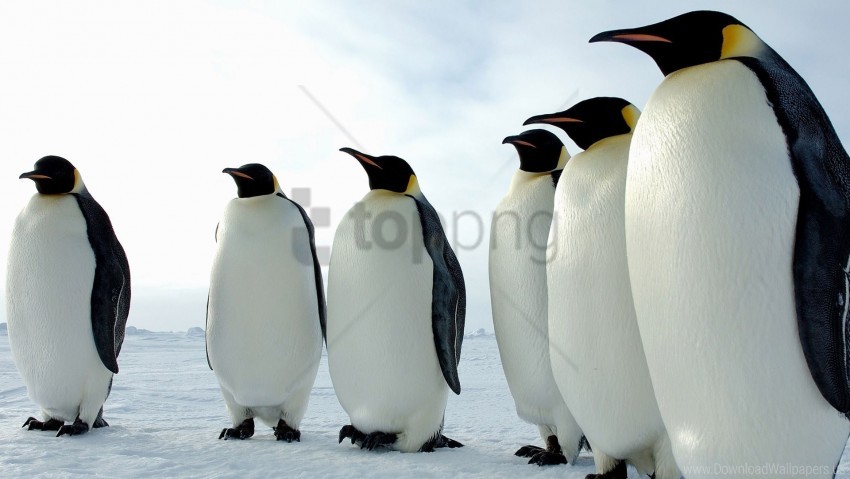 Birds Color Flock Penguins Wallpaper Background Best Stock Photos