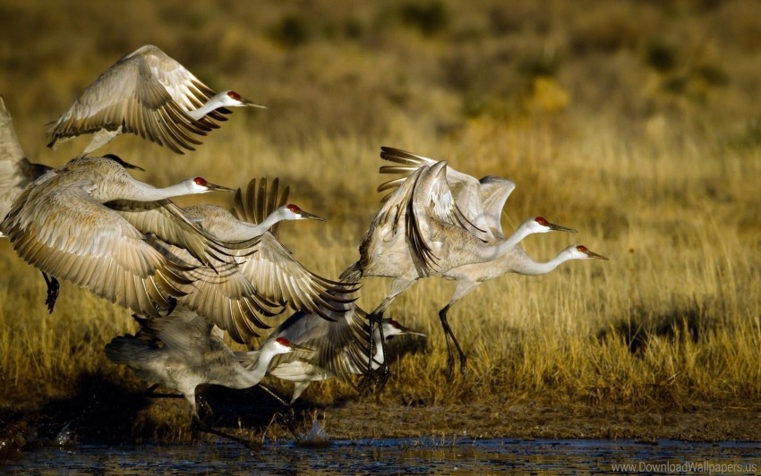 birds, cranes, flock, flying wallpaper background best stock photos@toppng.com