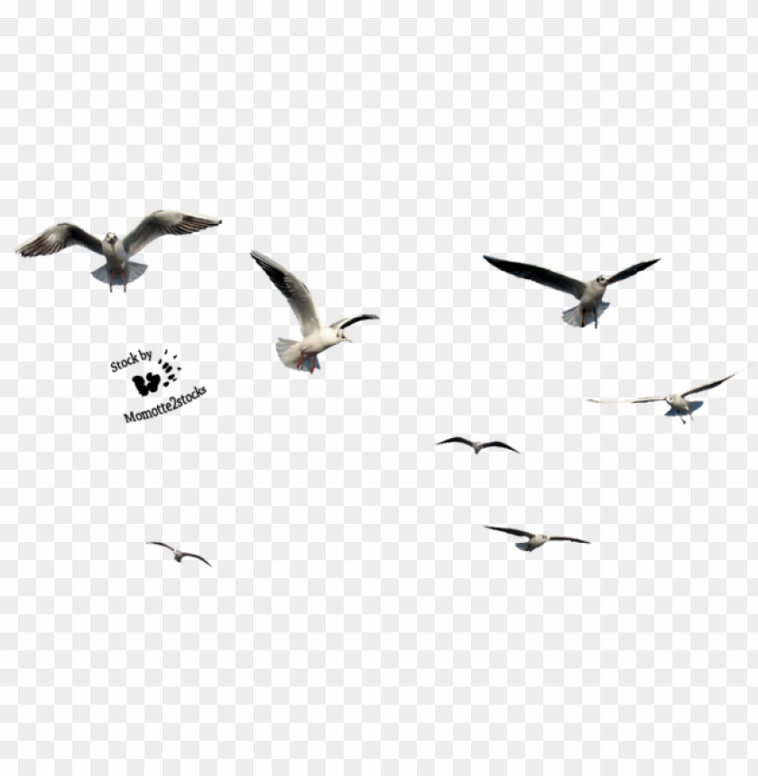 Birds Cut Out PNG Transparent With Clear Background ID 89392