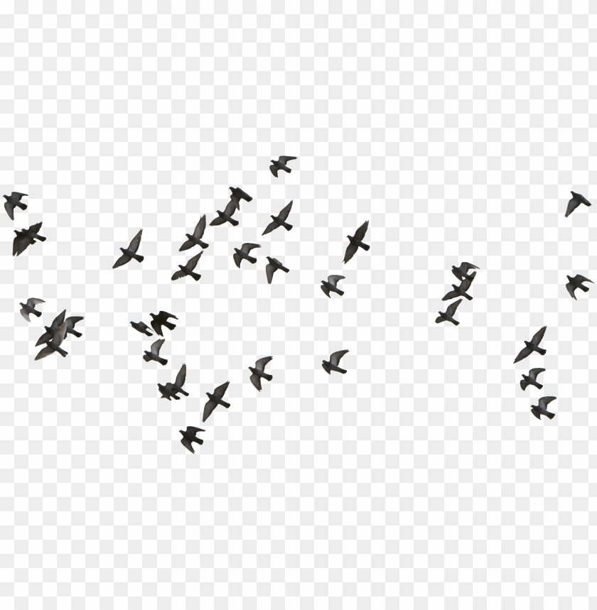 bird, logo, outdoor, frame, birds, vector design, flight