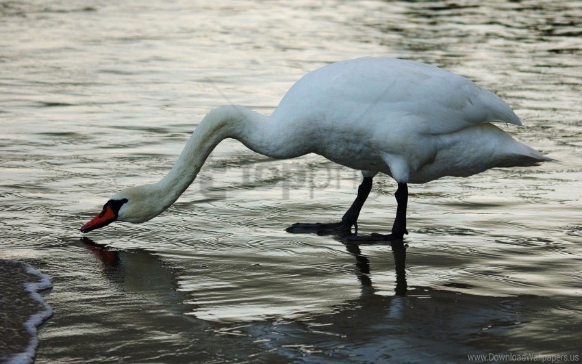 birds drinks swan wallpaper background best stock photos - Image ID 160758