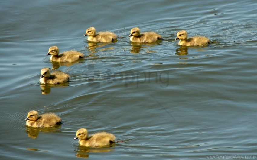 birds, ducklings, flock, swim wallpaper background best stock photos@toppng.com