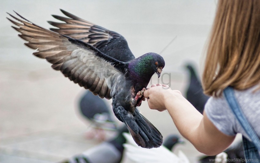birds feeding pigeons stroke wallpaper background best stock photos - Image ID 160204