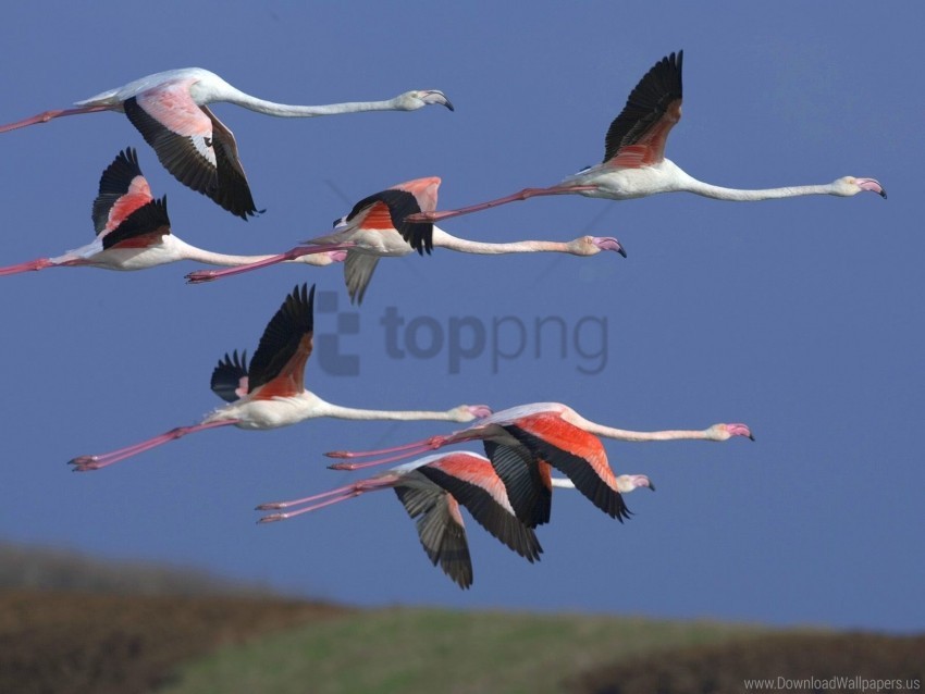 free PNG birds, flamingo, flight, flock, sky wallpaper background best stock photos PNG images transparent