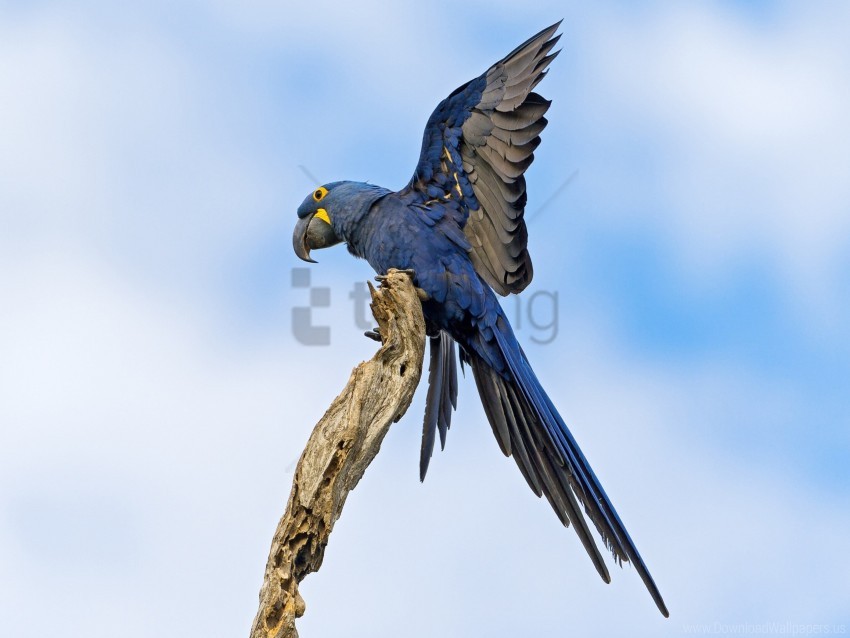 birds flap flight parrot wallpaper background best stock photos - Image ID 157324