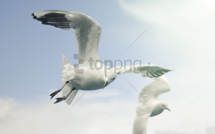 birds flap flying seagulls sky wings wallpaper background best stock photos - Image ID 160264