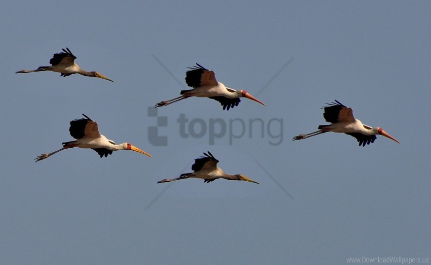 birds flight sky wallpaper background best stock photos - Image ID 160482