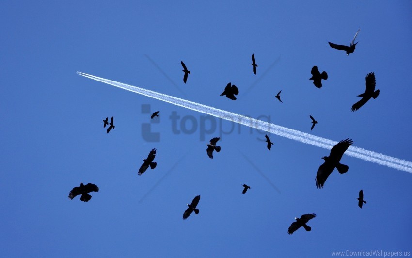 birds, flock, flying, sky wallpaper background best stock photos@toppng.com