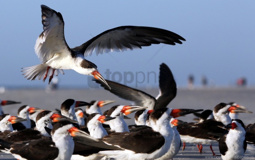 birds flock flying wallpaper background best stock photos - Image ID 158185