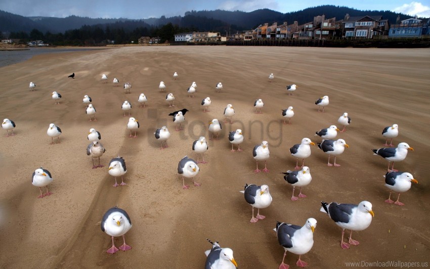 birds, flock, gulls, sand wallpaper background best stock photos@toppng.com