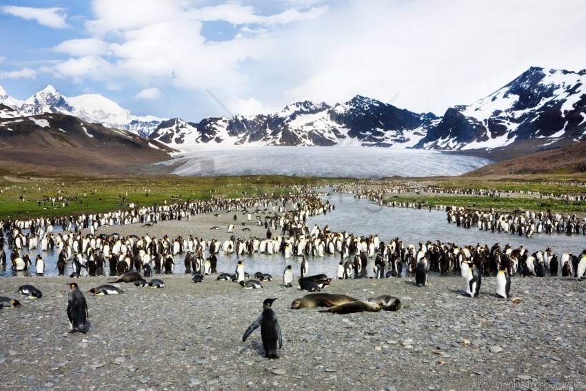 free PNG birds, flock, mountain, peak, penguins wallpaper background best stock photos PNG images transparent