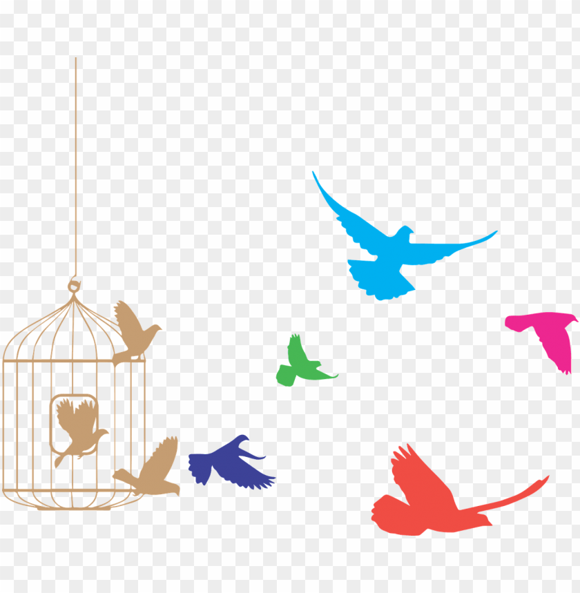 animals, birds, various birds, birds flying from cage, 
