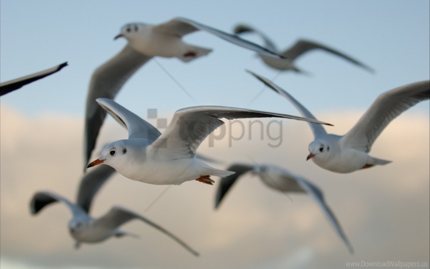 birds flying gulls wallpaper background best stock photos - Image ID 160555