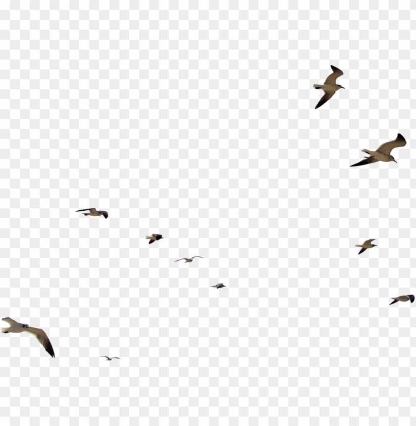 bird, symbol, wing, arrows in vector, nature, fish in water, flying bird silhouette