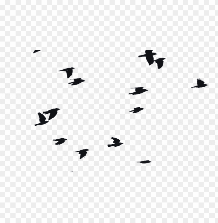 bird, sky, file, group, adobe, flock of birds, document