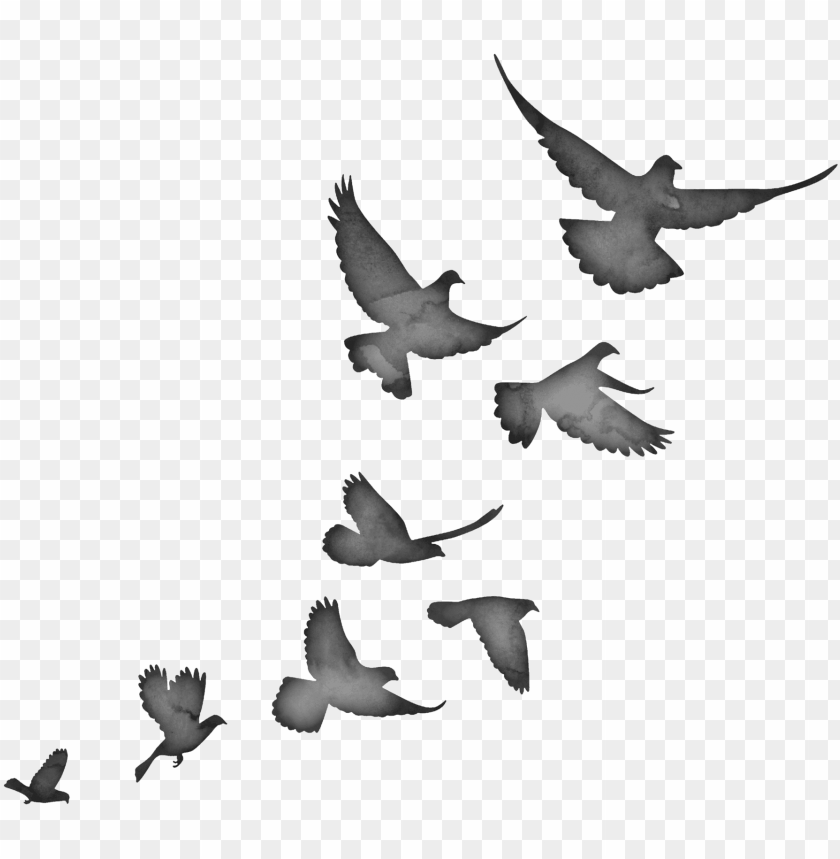 birds flying silhouette PNG image with transparent background | TOPpng