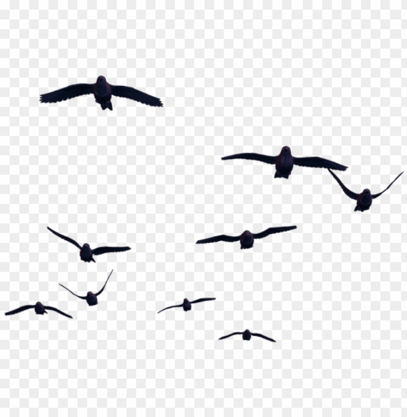 birds flying, superman flying, phoenix bird, twitter bird logo, flying cat, big bird