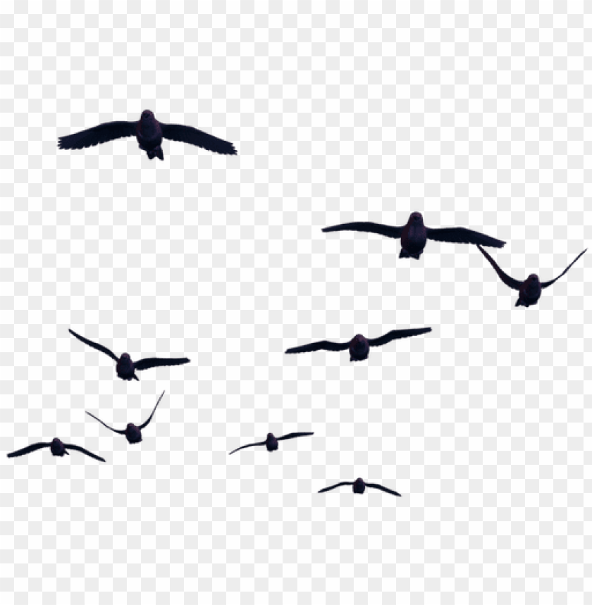 birds for photoshop PNG transparent with Clear Background ID 89179