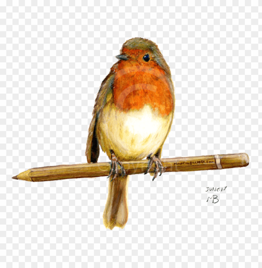 pencil, wild flowers, phoenix bird, twitter bird logo, robin, where the wild things are