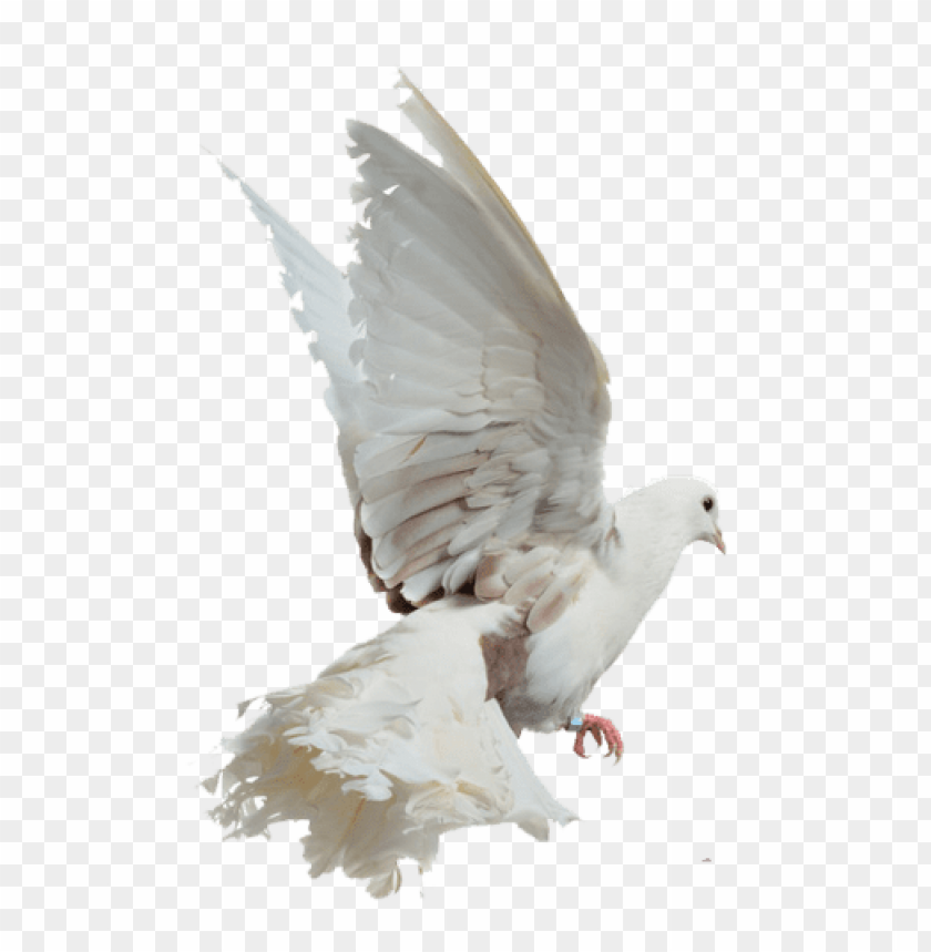 birds of PNG image with transparent background | TOPpng