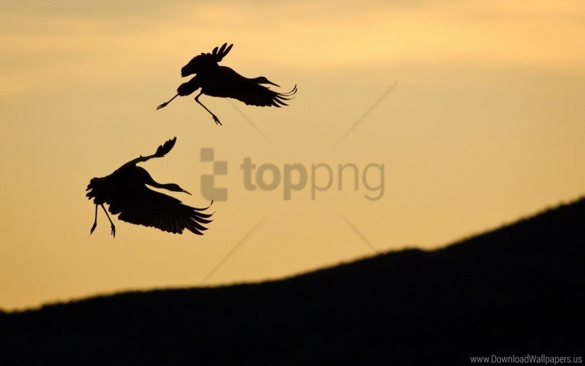 birds pair silhouette sky slope stork wallpaper background best stock photos - Image ID 160744