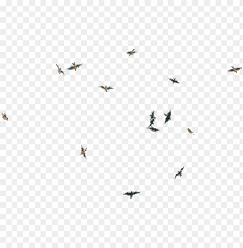 bird, birds, fly fishing, flower, pattern, flying bird, outdoor