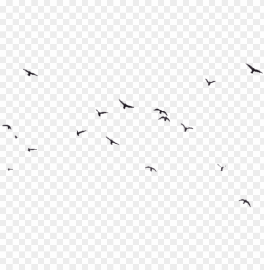 bird, birds, abstract, flower, background, flying bird, lines