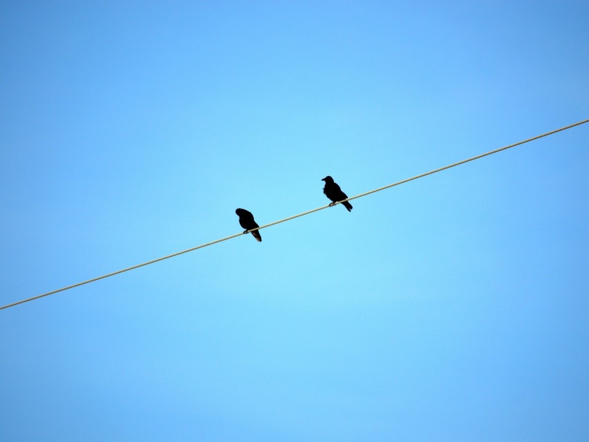 birds, wire, sky, ravens, blue background, sit