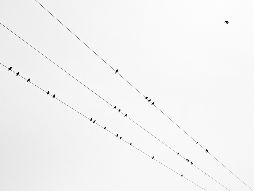 birds, wires, bw, minimalism