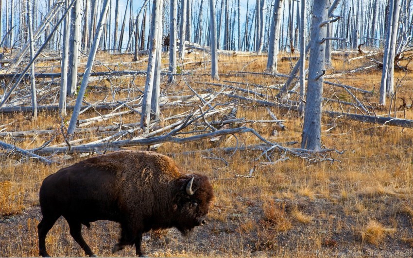 bison forest grass walk wallpaper background best stock photos - Image ID 160515