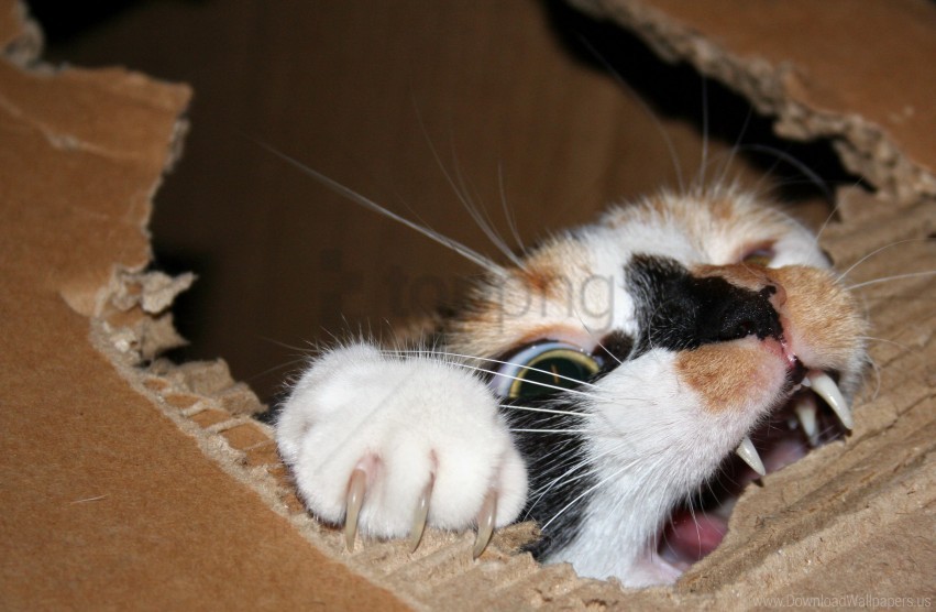biting, cardboard, cat, teeth wallpaper background best stock photos@toppng.com