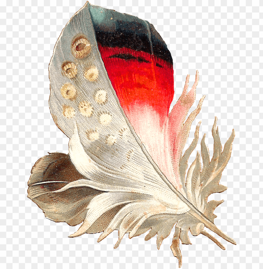 food, feathers, background, arrow, illustration, bird feather, template