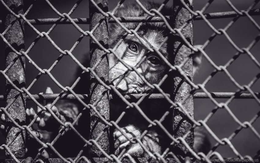 black and white cage face monkey wallpaper background best stock photos - Image ID 157866