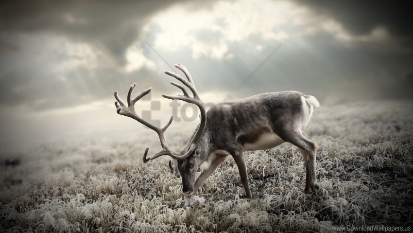 black and white, deer, nature, walking wallpaper background best stock  photos | TOPpng