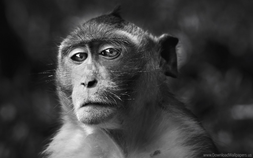 black and white, eyes, face, monkey wallpaper background best stock photos  | TOPpng