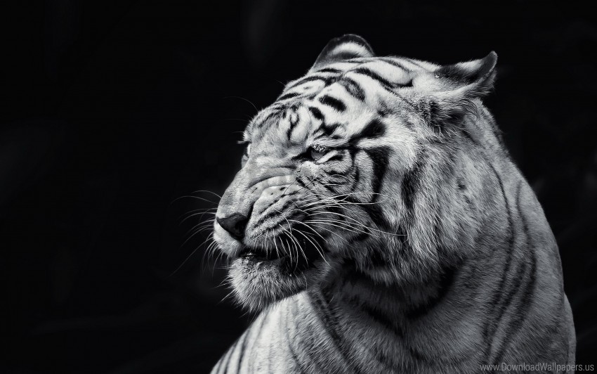 Black And White Eyes Face Tiger Wallpaper Background Best Stock