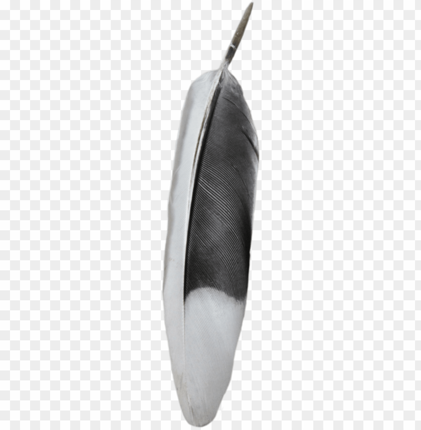 black, and, white, feather, png, transparent