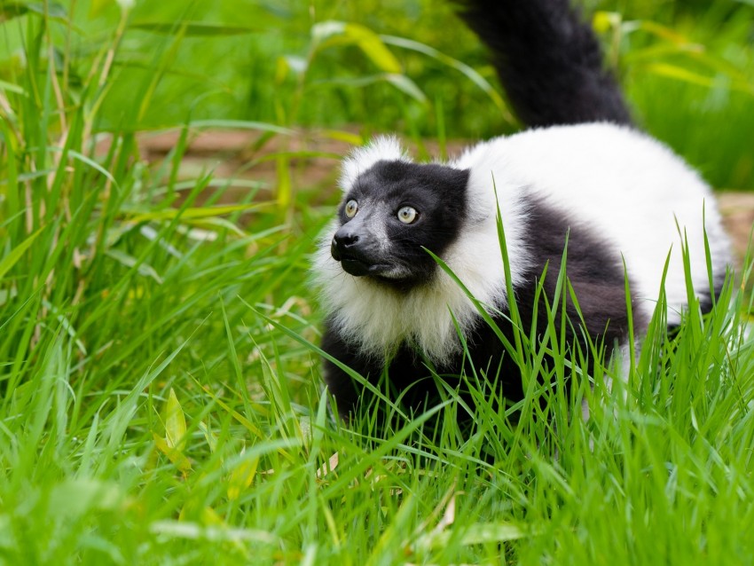 black-and-white ruffed lemur, lemur, grass, walk, wildlife
