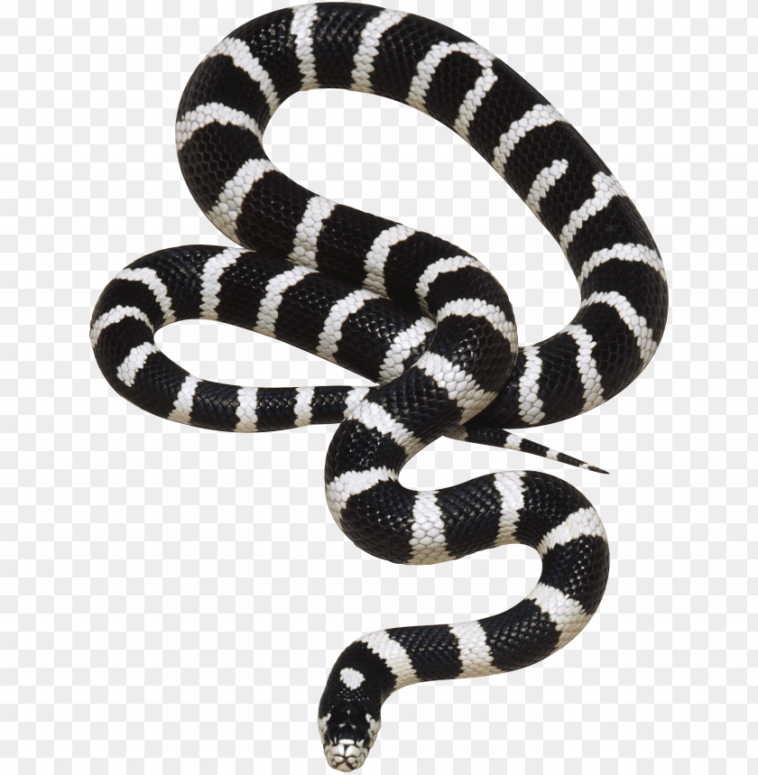 
snake
, 
reptile
, 
animal
, 
dangerous
, 
poisonous
, 
venomous
, 
angry
