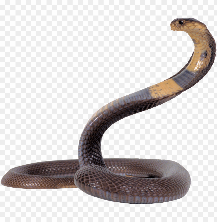 Slitherio, Cobra, Comer png transparente grátis