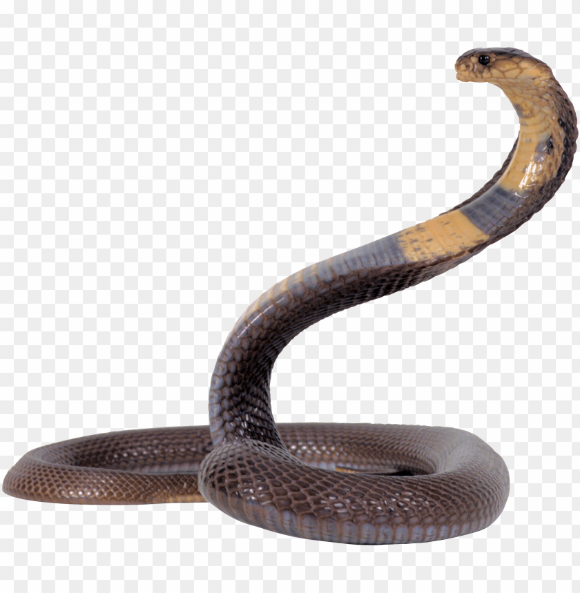 3D model of a brown and yellow snake on a transparent background.