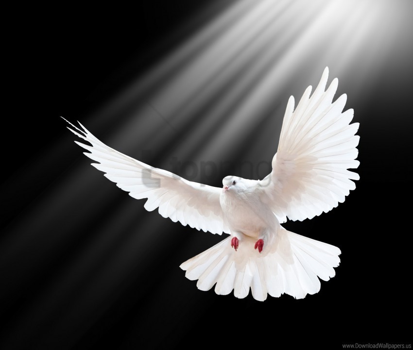 free PNG black background, dove, freedom, light, scale, wings wallpaper background best stock photos PNG images transparent