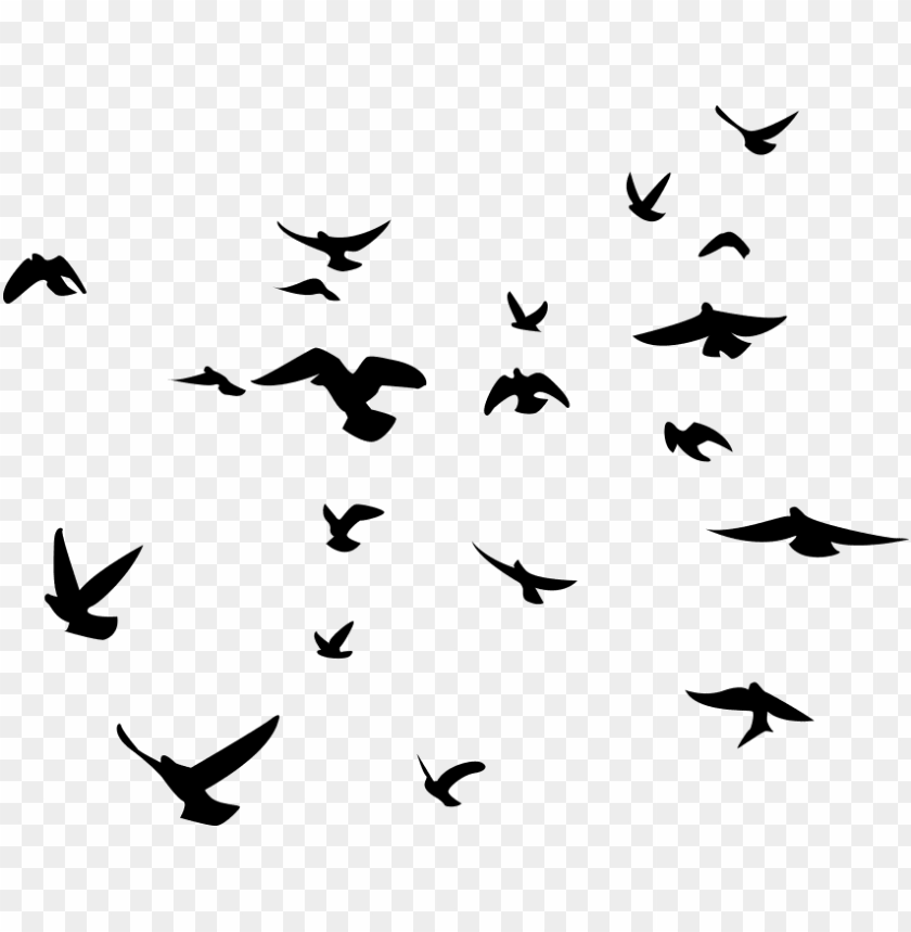 birds flying, angry birds, flock of birds
