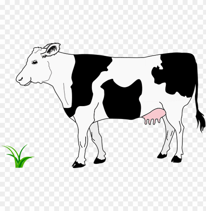 free PNG black blanche cow grass noire white cow co - cow image black and white PNG image with transparent background PNG images transparent