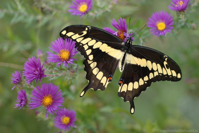 Black Butterfly Flower Purple Yellow Wallpaper Background Best Stock Photos Toppng