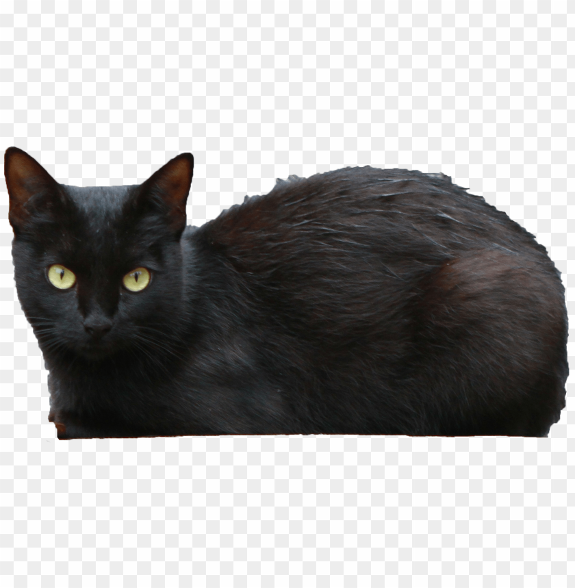 black cat png images background - Image ID 5972