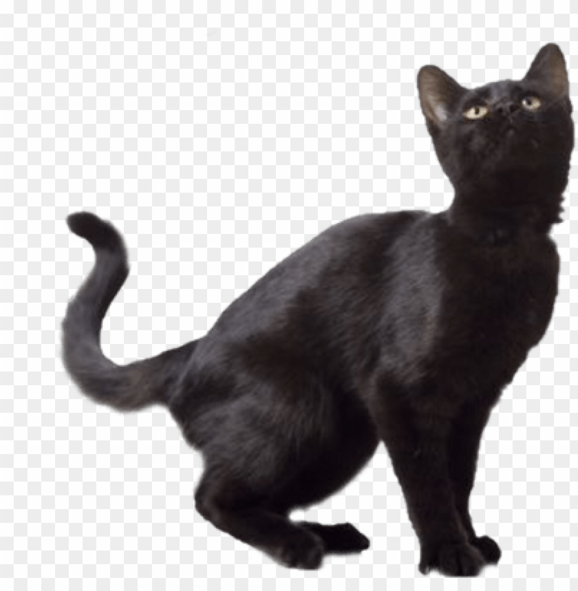 black cat png images background - Image ID 5976