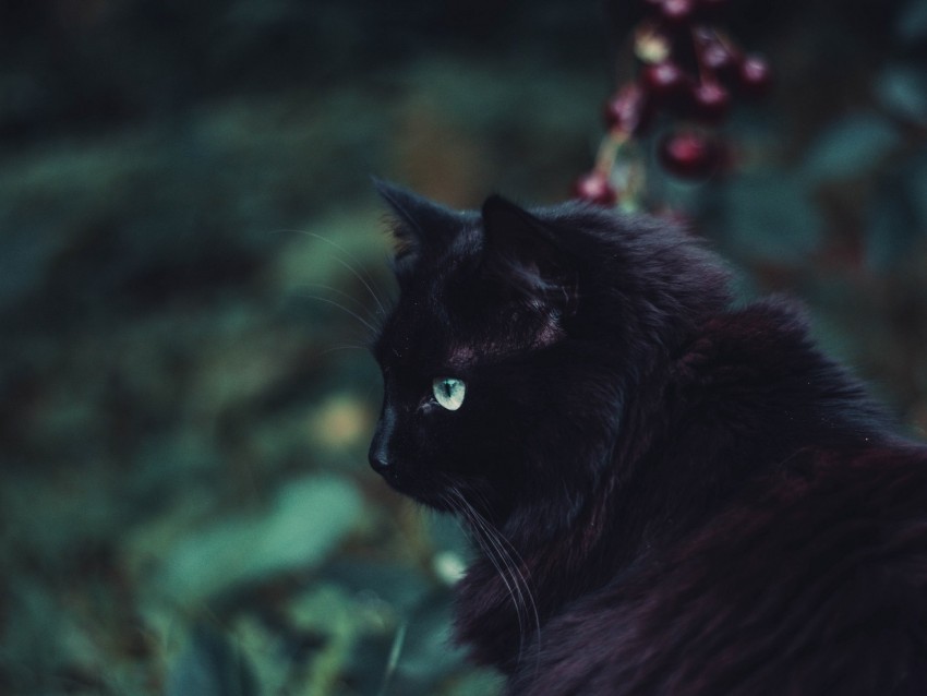 black cat, cat, fluffy, sight